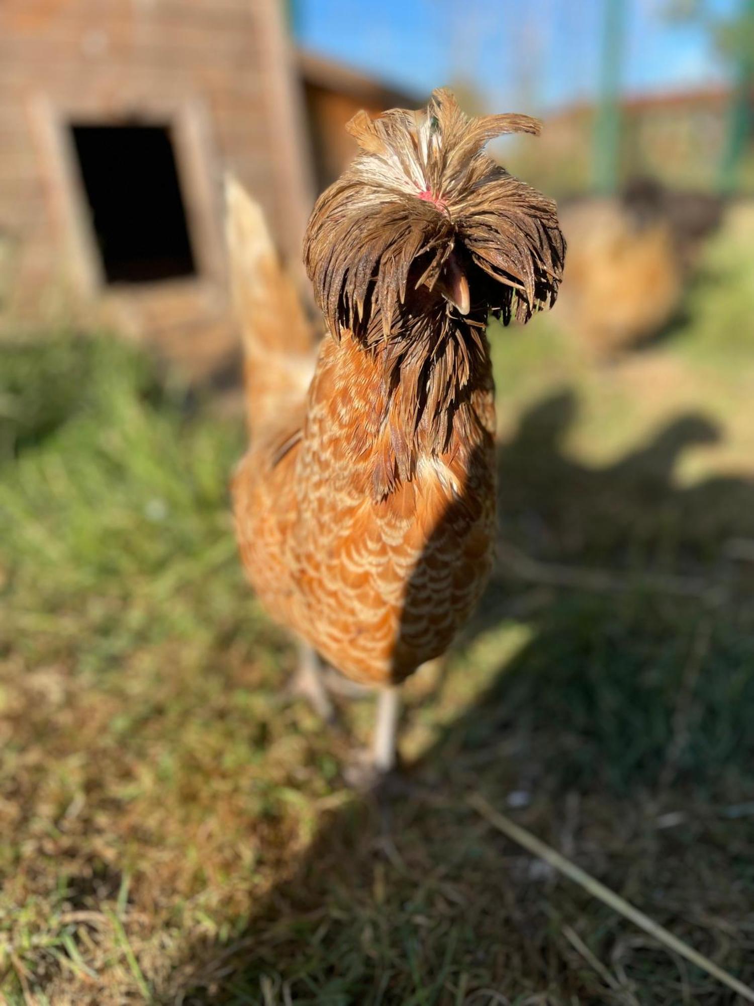 La Ferme Du Paradis Merris Ngoại thất bức ảnh