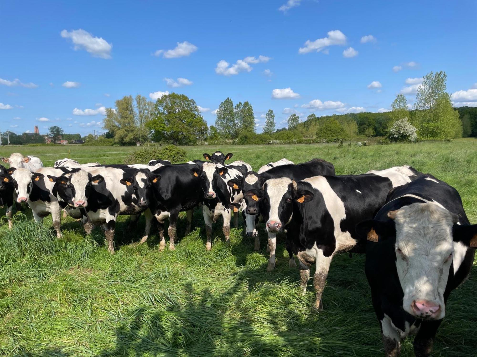 La Ferme Du Paradis Merris Ngoại thất bức ảnh